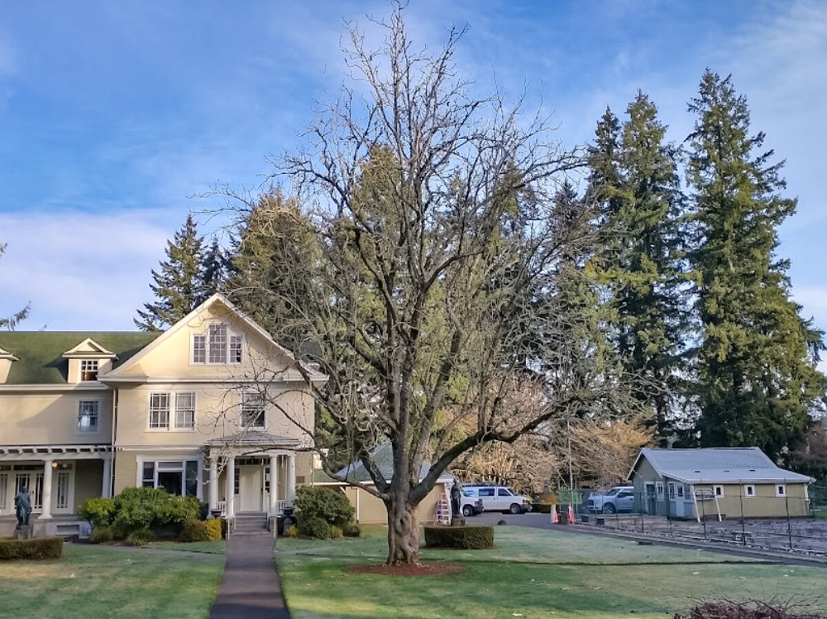 Meeting documents from Tumwater City Council’s July 31 meeting shows the newly designated heritage tree at the front of the Schmidt House. Photo is likely taken around springtime.